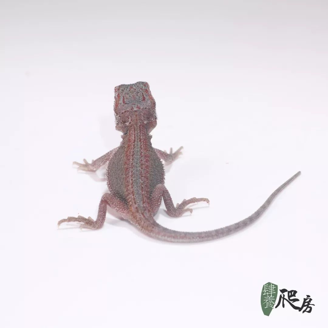 虎啸山林蛇狂舞，守株待兔二可期是什么生肖的警惕虚假宣传-全面释义、解释与落实、科学解答解释落实